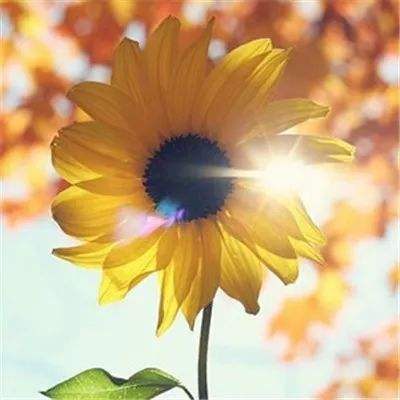 乐彩彩票welcome下载手机版